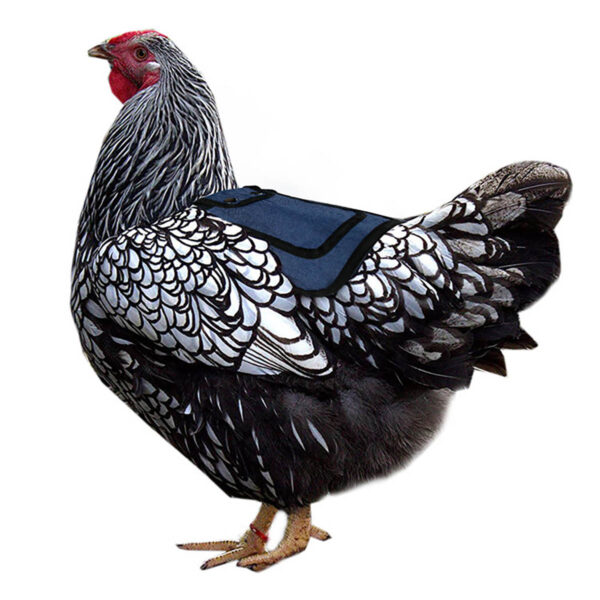 GA1278---Chicken Saddles With Stretchy Strap - Image 5