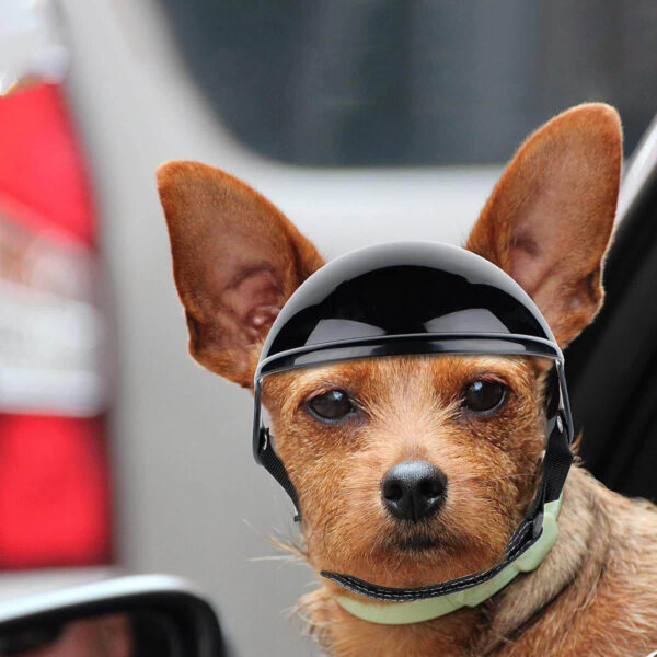 GA1560---Dog Helmet - Image 3