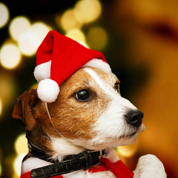 GA7018---Christmas Santa Hat For Dogs Cats - Image 3